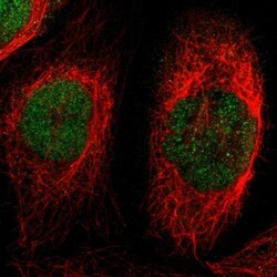 PRKX Antibody, Novus Biologicals:Antibodies:Primary Antibodies